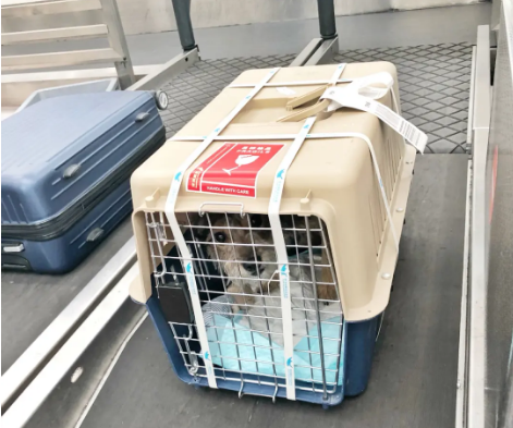 黄山宠物托运 宠物托运公司 机场宠物托运 宠物空运